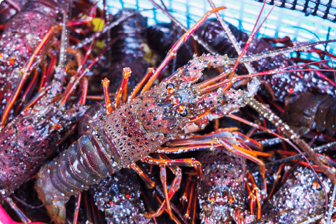 伊勢海老・地元産の鮮魚