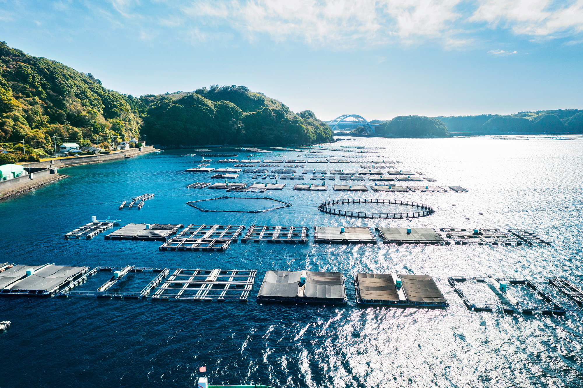 有限会社岩谷水産｜和歌山県串本町の水産養殖業-紀州梅まだい